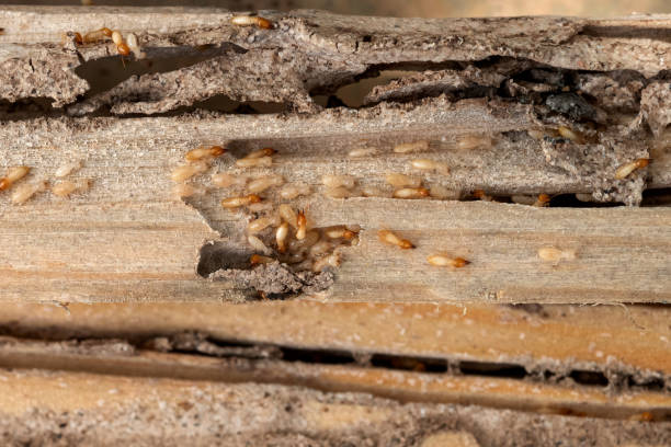 Best Best Pest Control Companies  in Dayton, IN